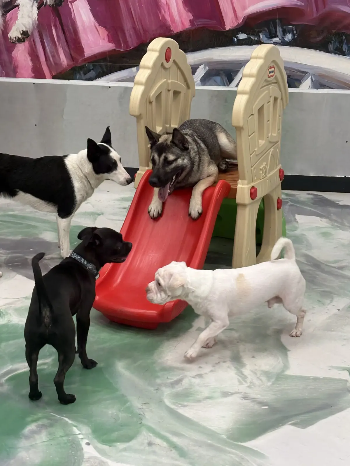 The Snuggle Den boarding suite for small dogs